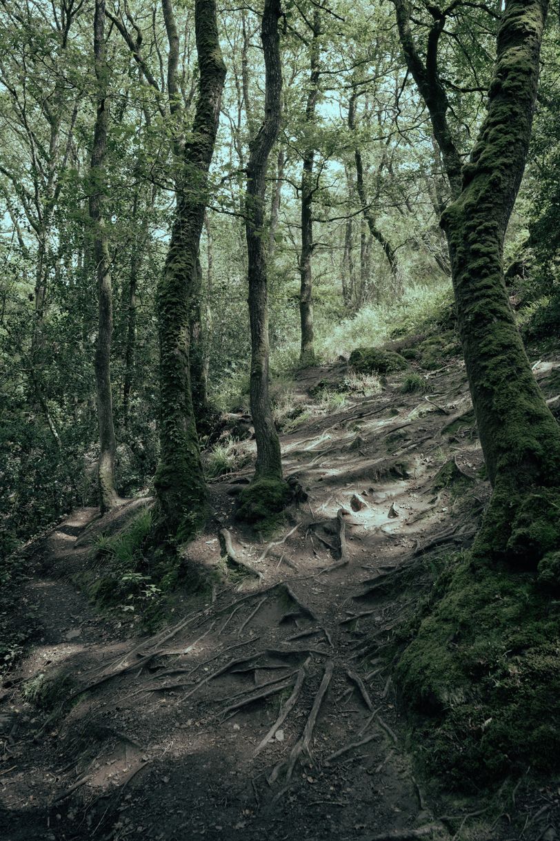 Sloping forest and trees with prominent roots