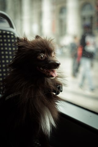 Portrait of a dog in a bus