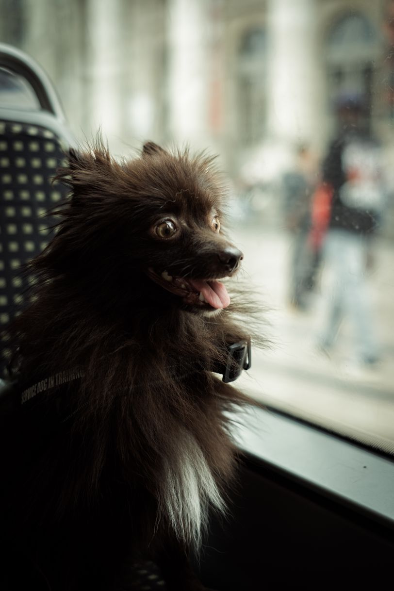 Portrait of a dog in a bus