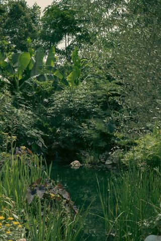 A small pond surrounded by a luxurious vegetation