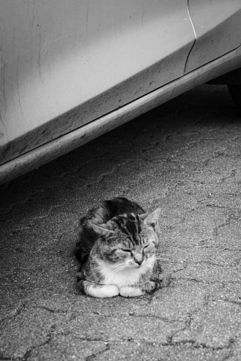 A stray cat chilling next to a car in the street