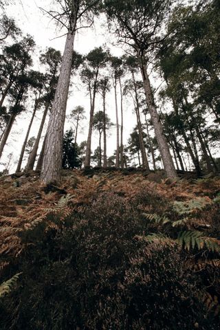 View of trees and ferns in the a forest from below