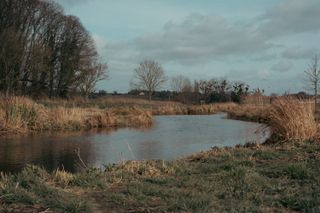 View on a swamp and all its flora