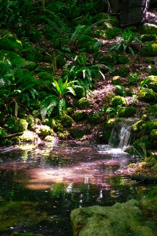 A small stream lit by sunlight through tree branches