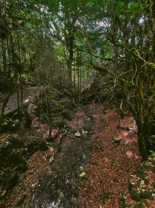 Forest full of old wild trees