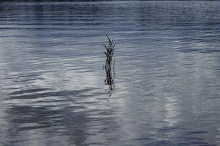 A water plant coming out of the water