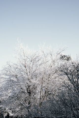 Morning clear sky above frozen treetops