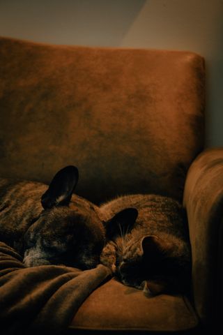 A dog and a cat snuggling and napping on a couch