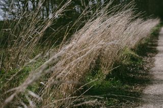 Plants on the side of a path bending over because of the wind blowing