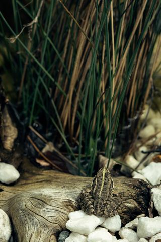 A frog almost camouflaged on a log near its pond