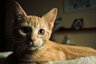 Laid down ginger kitten, curious about the photographer