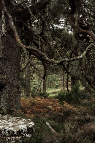 An old dark tree with sprawling naked branches in the foreground and an enlighten forest in the background