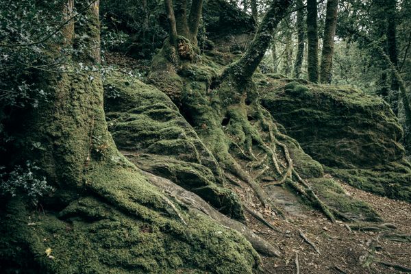 Tree roots over rocks covered in moss