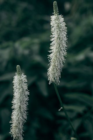 Close up on white slender flowers blooming except for the top bit