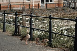 A duck and its ducklings in the street near a marina