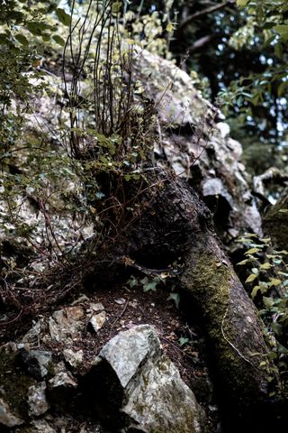 A big root with some tiny new branches on some big rocks