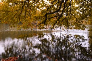 Reflection of a tree on a lake under the rain