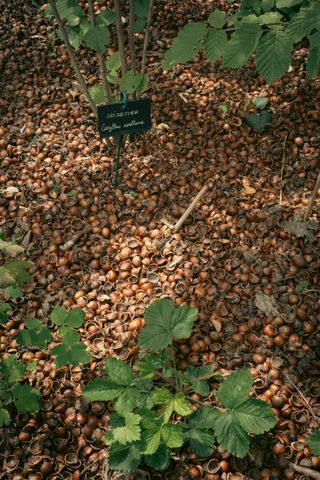 Floor full of opened nuts