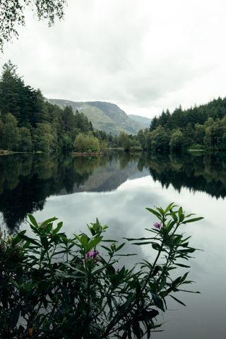 Behind a small bush is a big lake surrounded by trees and hills