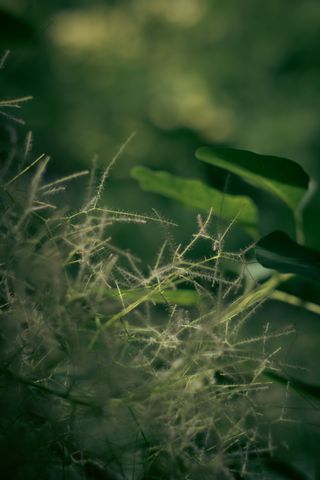 A macro view on a particular flower with multiple hairy branches