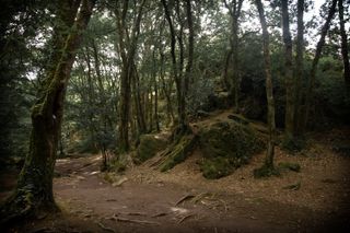 An old forest, barely maintained with a lot of roots coming out of the path