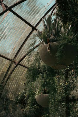 Suspended plant pots and others tall green plants in an old green house