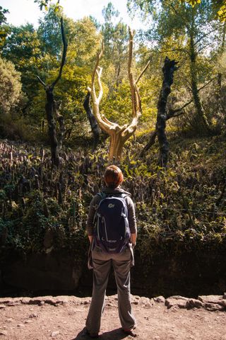 A woman staring at an old burnt tree now covered with gold