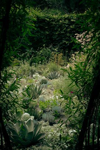 View of a garden with succulent plants behind bushes