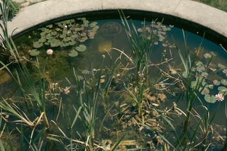 A little pond full of plants