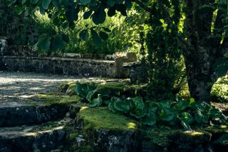 Flora slowly but surely taking over a man built stone terrace