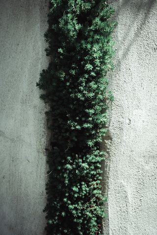 A stripe of plants growing between cement blocks