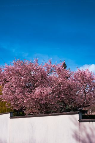 A pink blooming tree behind a white wall and under a blue sky