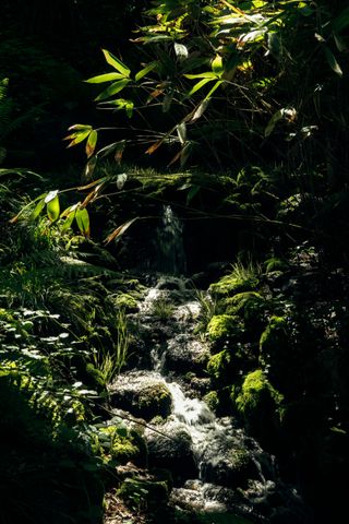 A small waterfall under a ray of light in shadowy woods