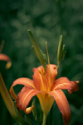 An fully blossomed orange flower starting to decay