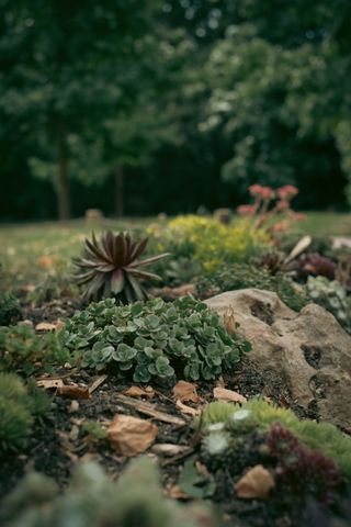 Close up on various succulent plants