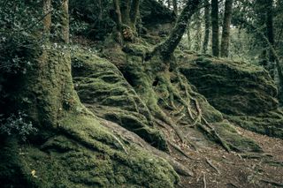 Tree roots over rocks covered in moss