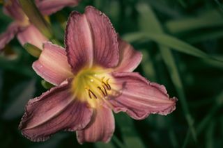 A close-up of a flower with pink petals and long yellow pistils in the center.