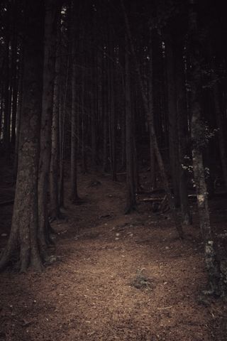 Path leading to dense and dark woods