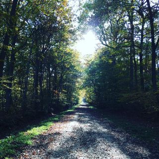 Shadowy path in the woods