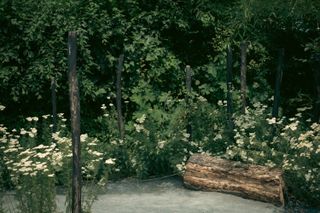 Sticks of burnt wood emerging from the ground and blooming flowers all around them