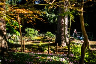 Garden under a blazing sun with a mature lady enjoying the warmth while sitting on a bench