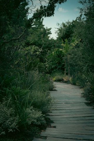 Wooden path through a luxurious jungle forest