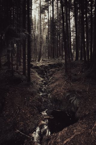 A small stream of water running through a dense and dark pine forest