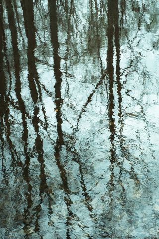 Reflection of leafless trees on a pond under the rain