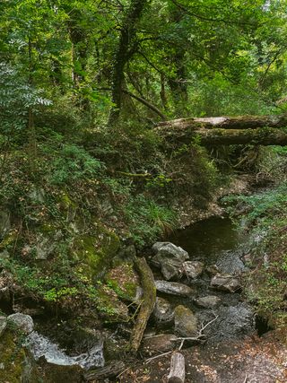 Water stream in a forest