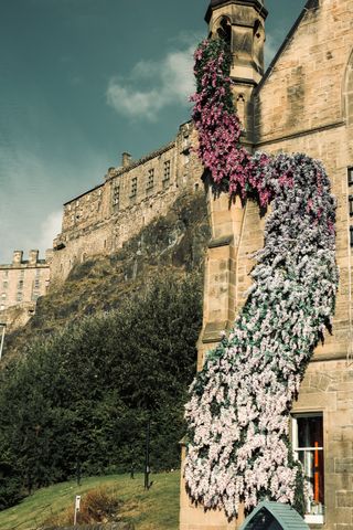 Creeping plant full of flowers colored from purple to white on a building in Edinburgh