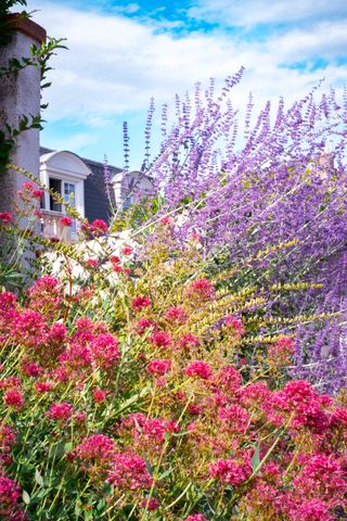 Different blooming flowers hiding a house