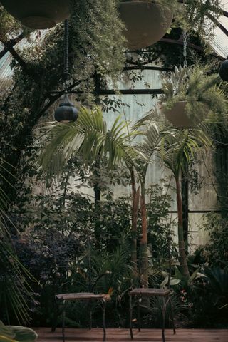 Two empty chairs inside a hothouse garden