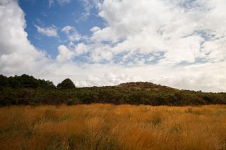 A bright orange field with nothing around it.