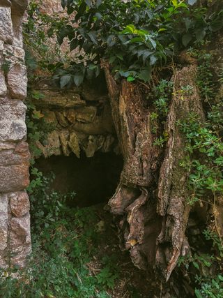 An old chimney in an abandoned house where nature took over